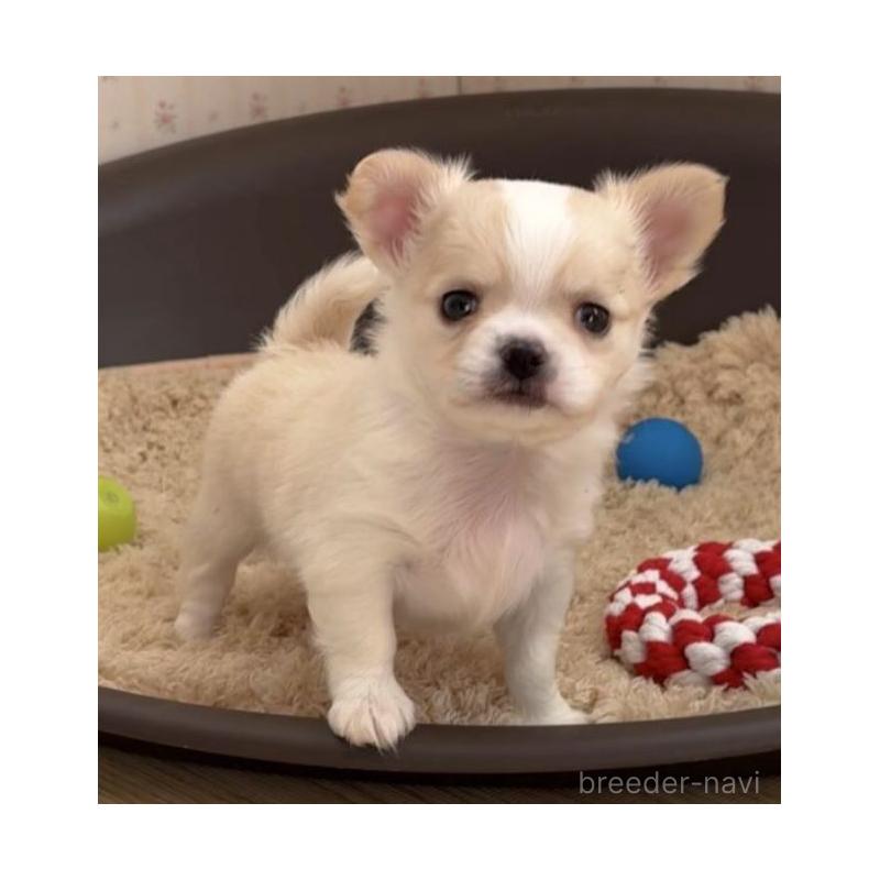 販売中の岡山県のチワワ(ロングコート)-433690の2枚目