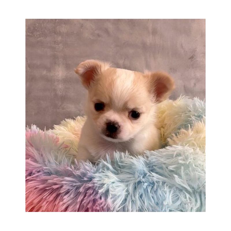 販売中の岡山県のチワワ(ロングコート)-433690の1枚目