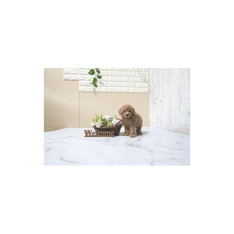 販売中の滋賀県のタイニープードル-433691の5枚目