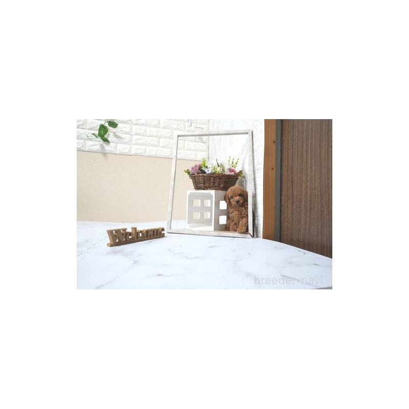 販売中の滋賀県のトイプードル-433692の5枚目