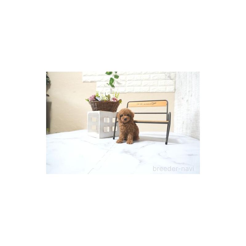 販売中の滋賀県のトイプードル-433692の3枚目