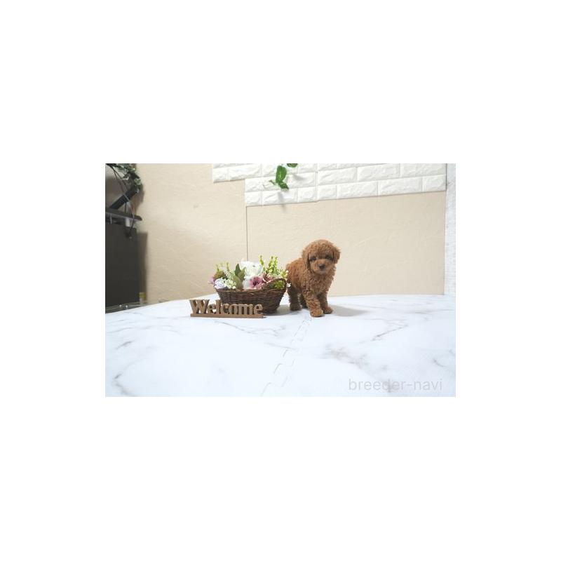 販売中の滋賀県のトイプードル-433692の2枚目