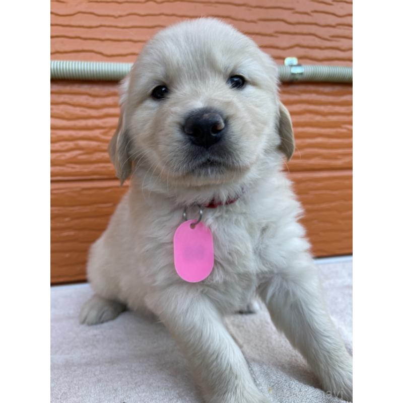 販売中の茨城県のゴールデンレトリーバー-433693の7枚目