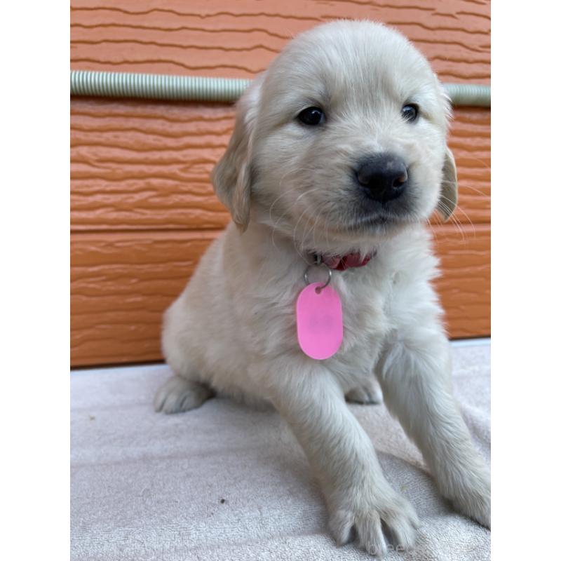 販売中の茨城県のゴールデンレトリーバー-433693の6枚目