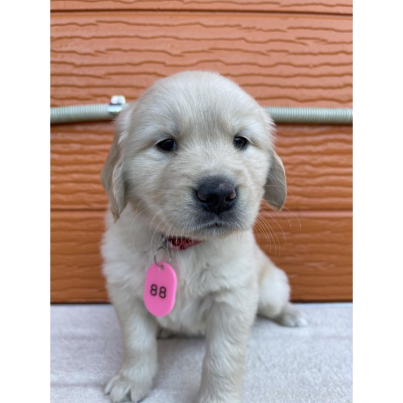 販売中の茨城県のゴールデンレトリーバー-433693の5枚目