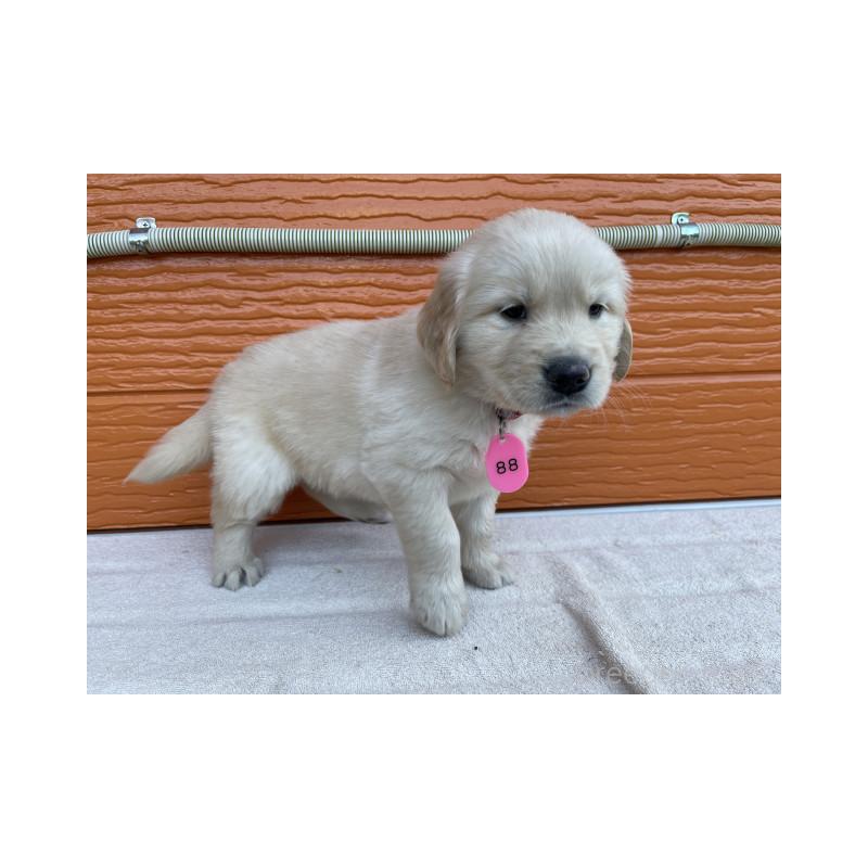 販売中の茨城県のゴールデンレトリーバー-433693の4枚目