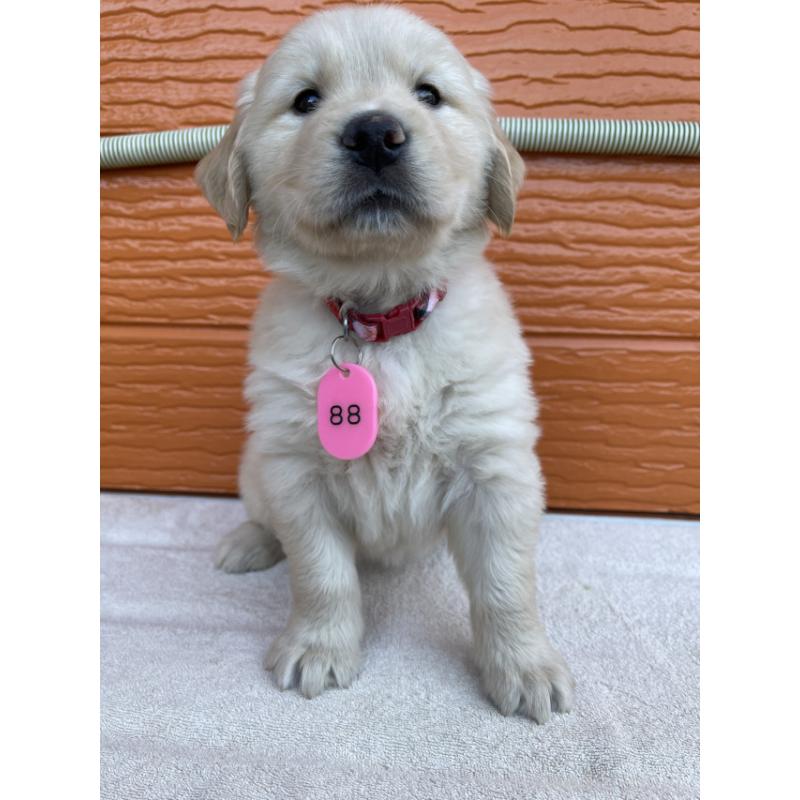 販売中の茨城県のゴールデンレトリーバー-433693の3枚目