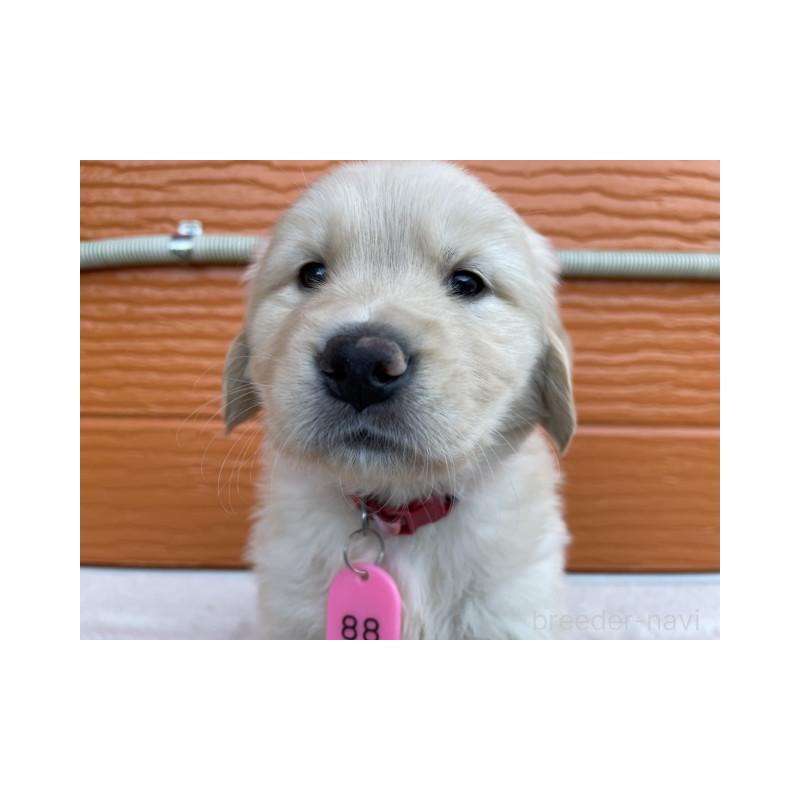 販売中の茨城県のゴールデンレトリーバー-433693の2枚目