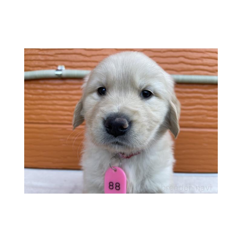 販売中の茨城県のゴールデンレトリーバー-433693