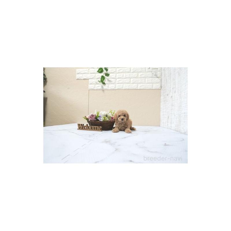 販売中の滋賀県のトイプードル-433694の5枚目