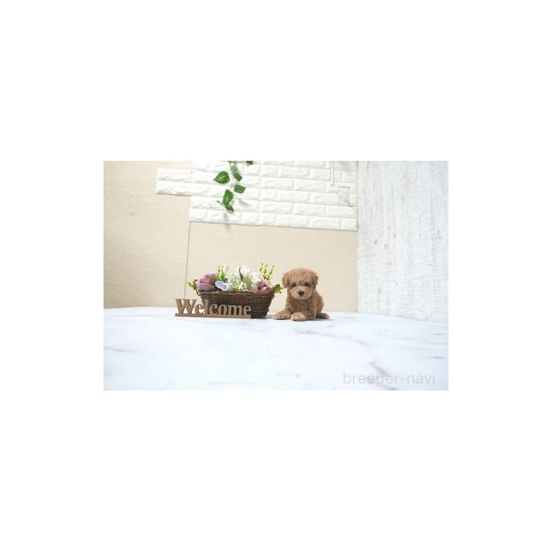 販売中の滋賀県のタイニープードル-433695の5枚目