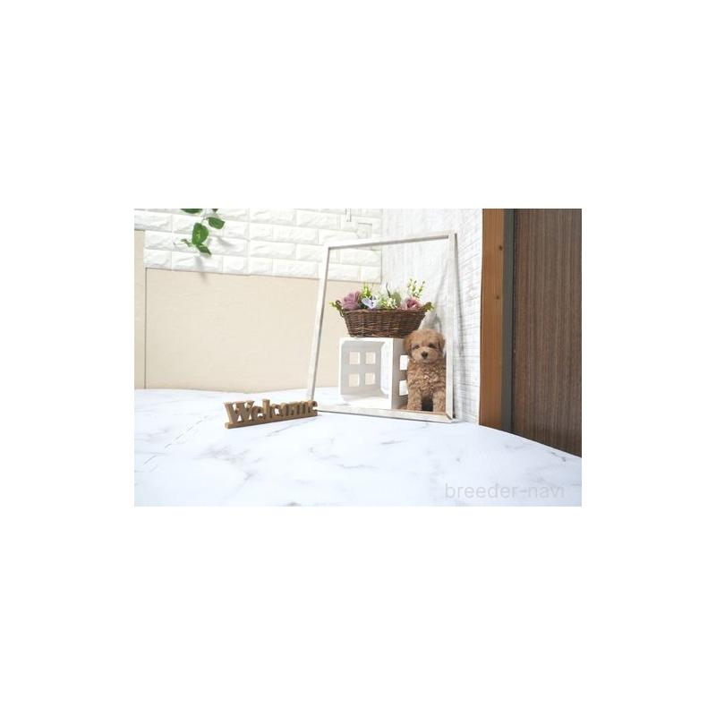 販売中の滋賀県のタイニープードル-433695の4枚目