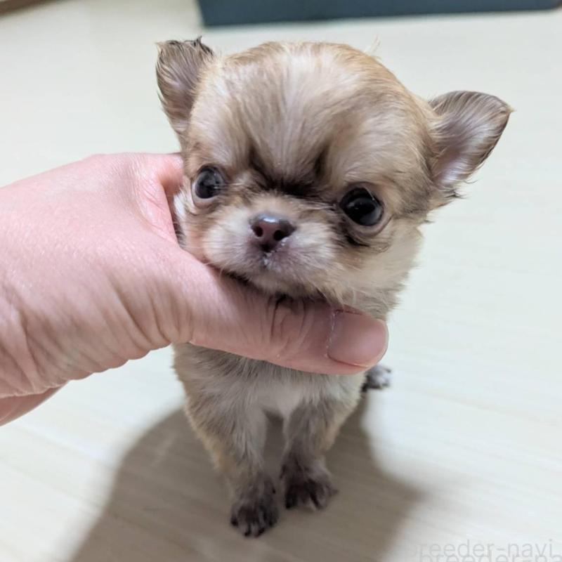 販売中の三重県のチワワ(ロングコート)-433696の2枚目