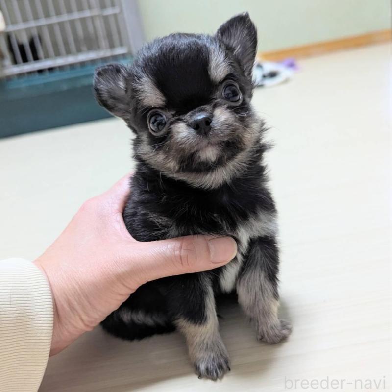 販売中の三重県のチワワ(ロングコート)-433697の4枚目