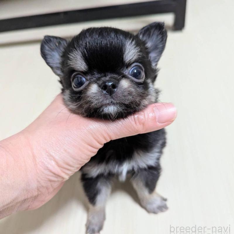 販売中の三重県のチワワ(ロングコート)-433697の3枚目