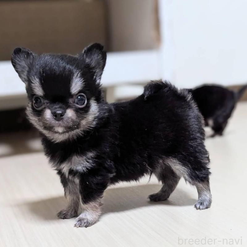 販売中の三重県のチワワ(ロングコート)-433697の2枚目