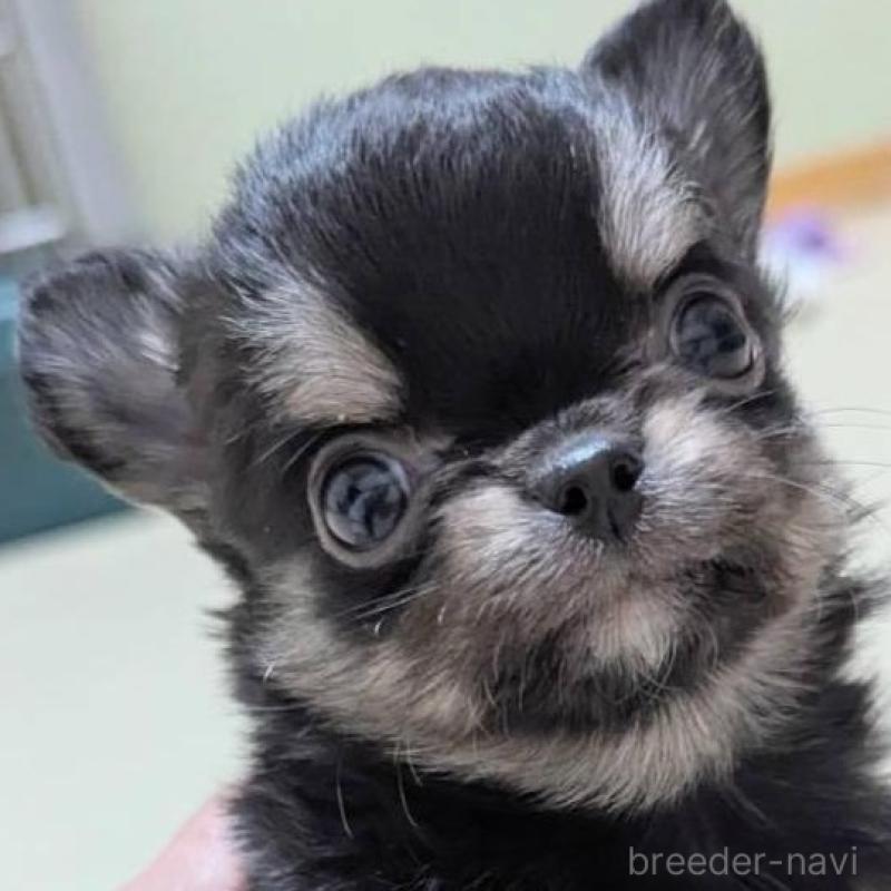 販売中の三重県のチワワ(ロングコート)-433697