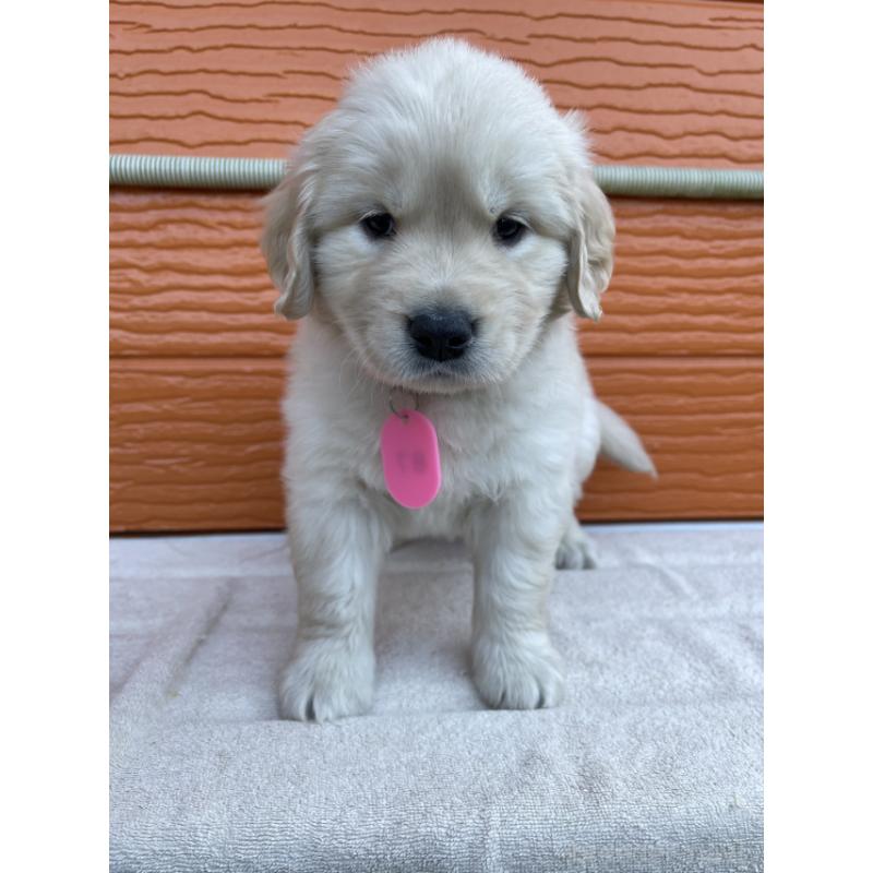 販売中の茨城県のゴールデンレトリーバー-433698の8枚目