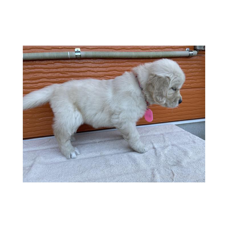 販売中の茨城県のゴールデンレトリーバー-433698の7枚目