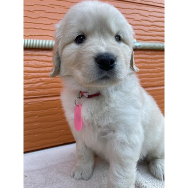 販売中の茨城県のゴールデンレトリーバー-433698の6枚目