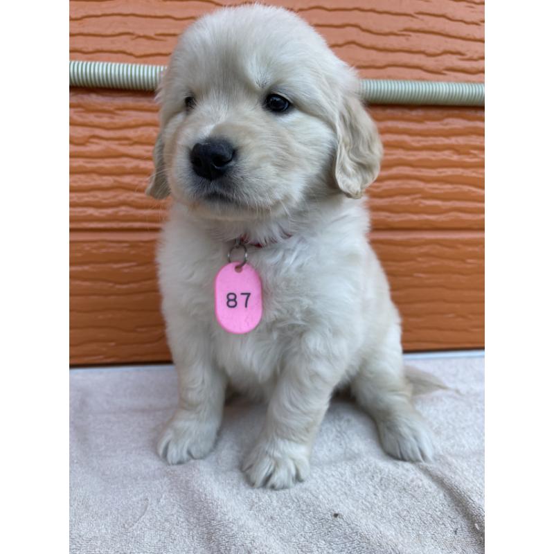 販売中の茨城県のゴールデンレトリーバー-433698の5枚目