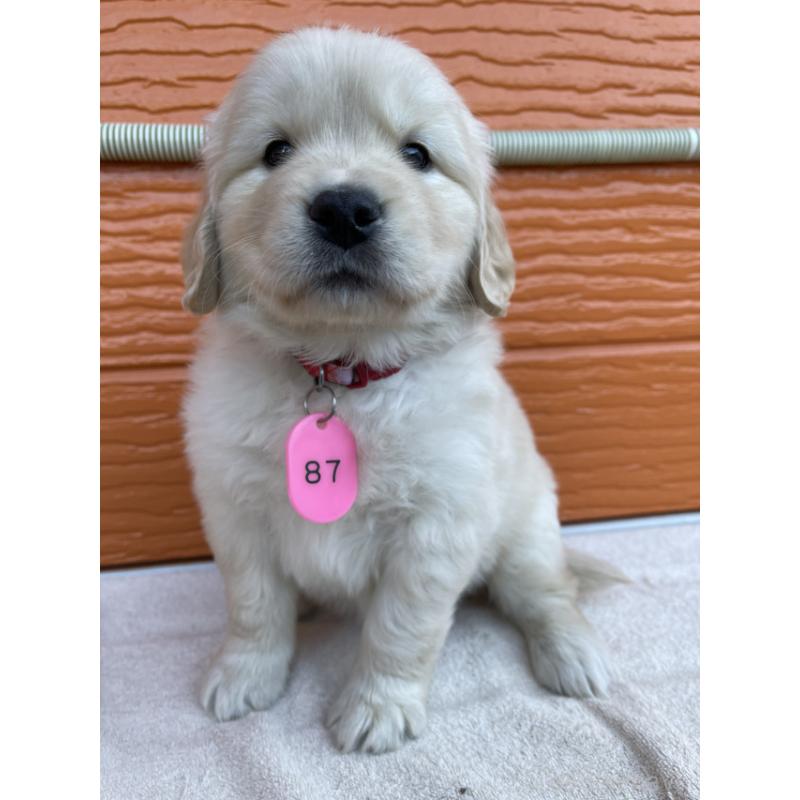 販売中の茨城県のゴールデンレトリーバー-433698の4枚目