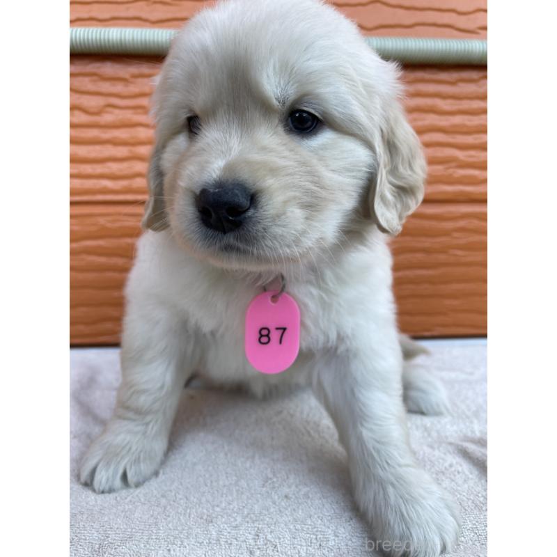 販売中の茨城県のゴールデンレトリーバー-433698の3枚目