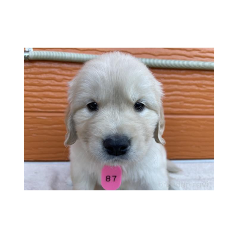 販売中の茨城県のゴールデンレトリーバー-433698の2枚目