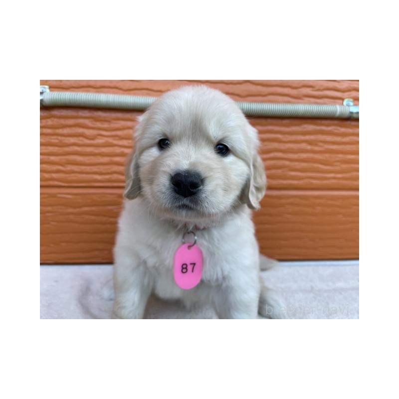 販売中の茨城県のゴールデンレトリーバー-433698の1枚目