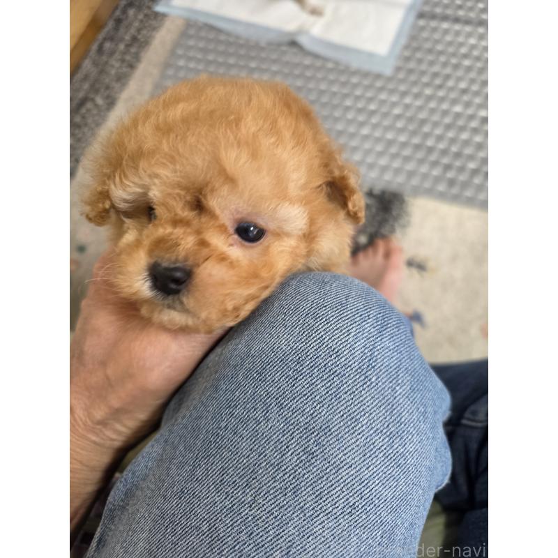 販売中の埼玉県のティーカッププードル-433699の13枚目