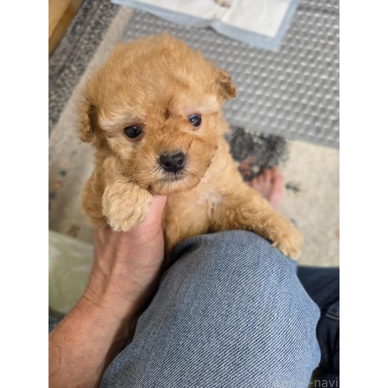 販売中の埼玉県のティーカッププードル-433699の12枚目
