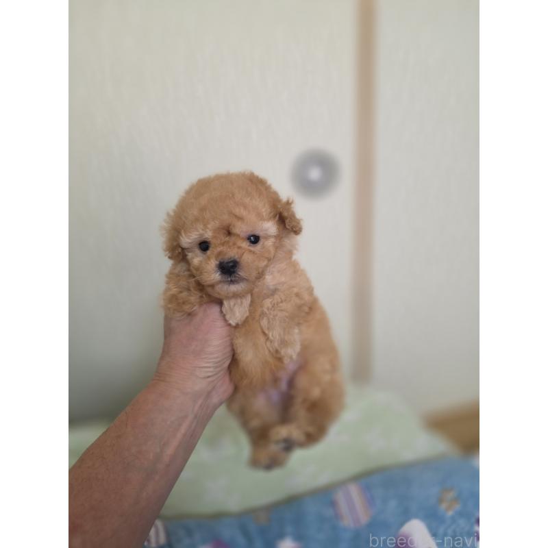 販売中の埼玉県のティーカッププードル-433699の11枚目