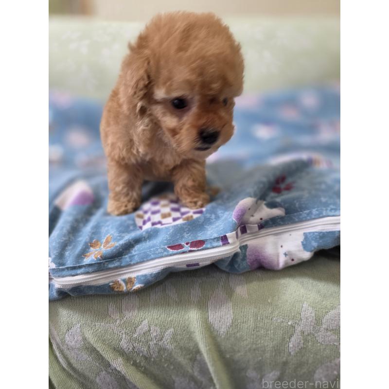 販売中の埼玉県のティーカッププードル-433699の10枚目