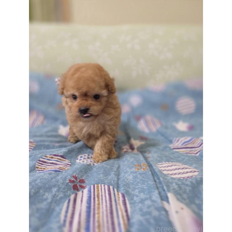 販売中の埼玉県のティーカッププードル-433699の9枚目