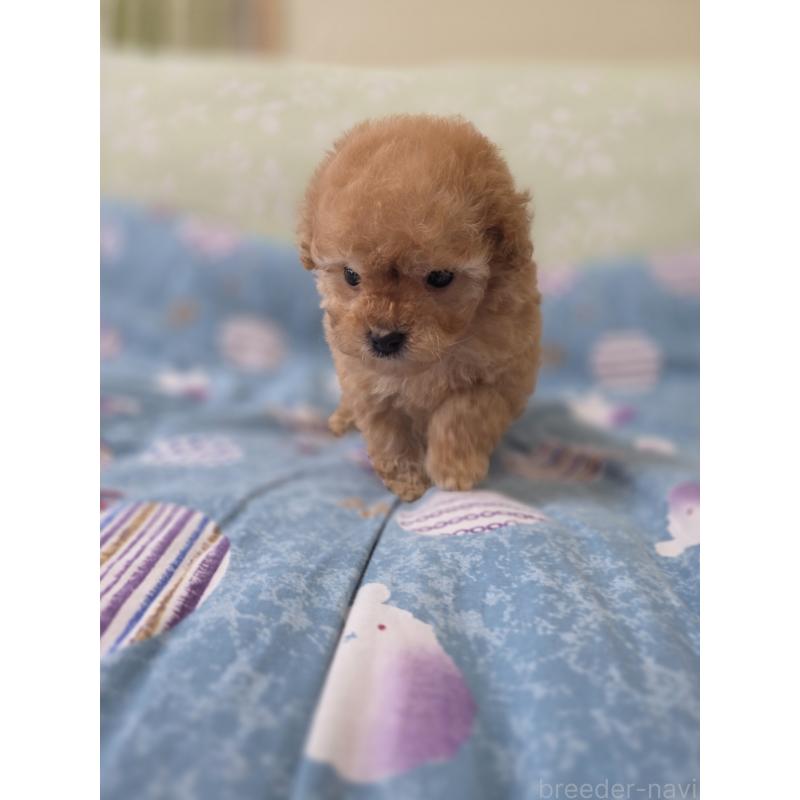 販売中の埼玉県のティーカッププードル-433699の8枚目