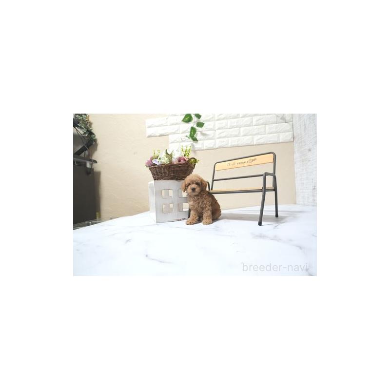 販売中の滋賀県のトイプードル-433701の5枚目