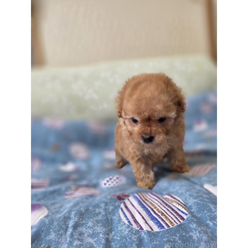 販売中の埼玉県のティーカッププードル-433699の7枚目