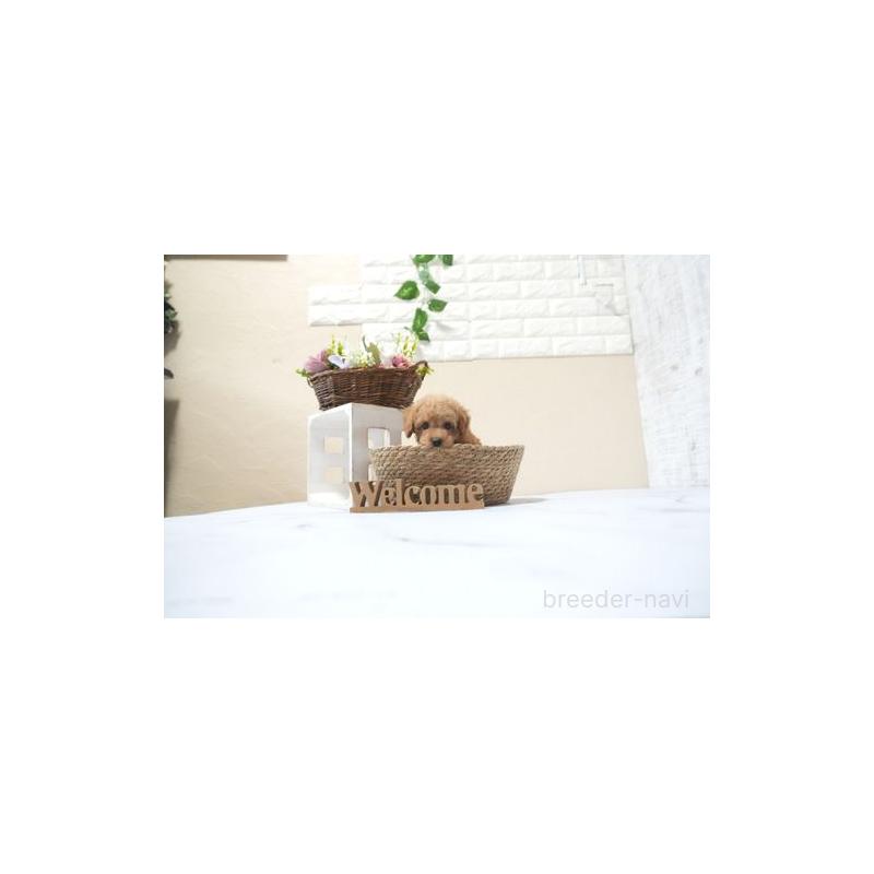 販売中の滋賀県のトイプードル-433701の3枚目