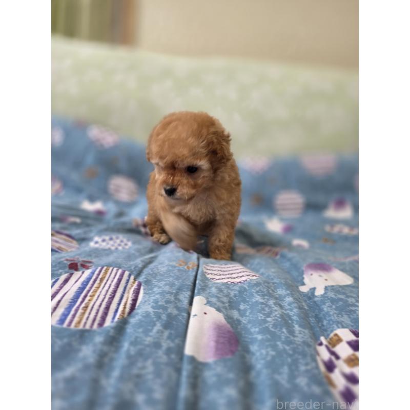 販売中の埼玉県のティーカッププードル-433699の6枚目