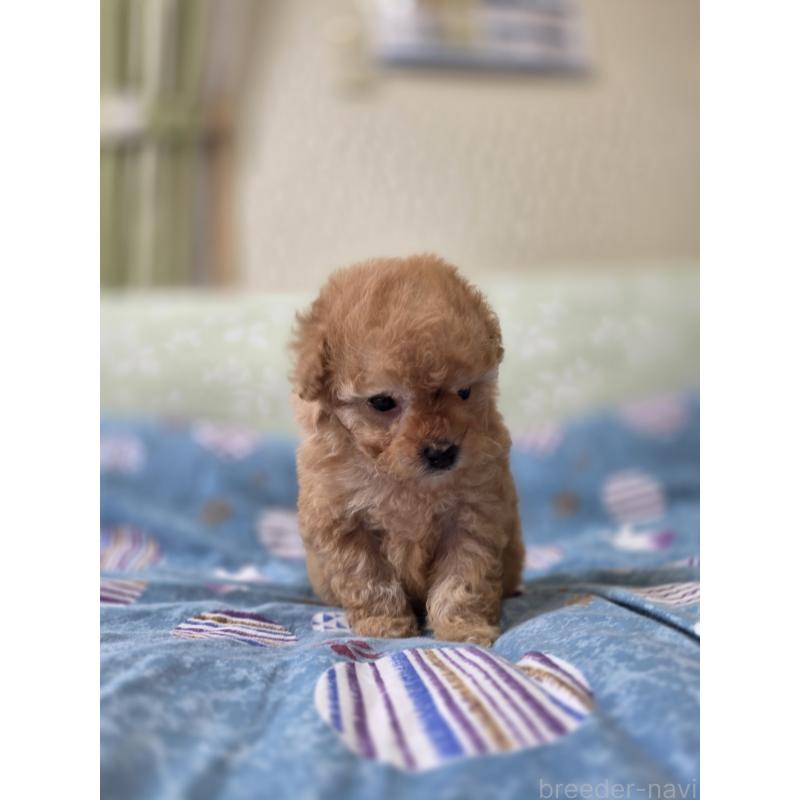 販売中の埼玉県のティーカッププードル-433699の5枚目