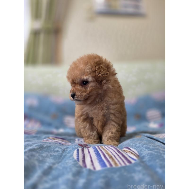 販売中の埼玉県のティーカッププードル-433699の4枚目