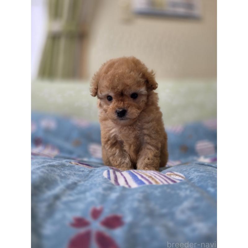 販売中の埼玉県のティーカッププードル-433699の3枚目