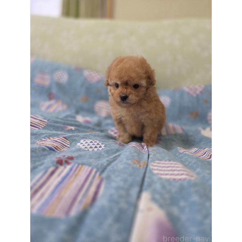 販売中の埼玉県のティーカッププードル-433699の2枚目