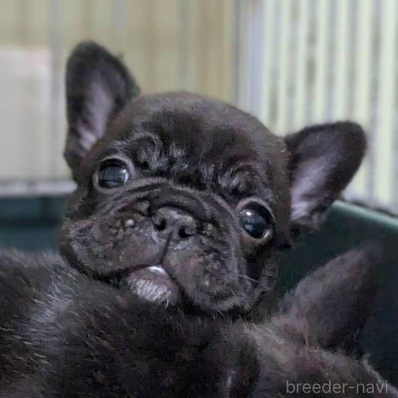 販売中の三重県のフレンチブルドッグ-433700