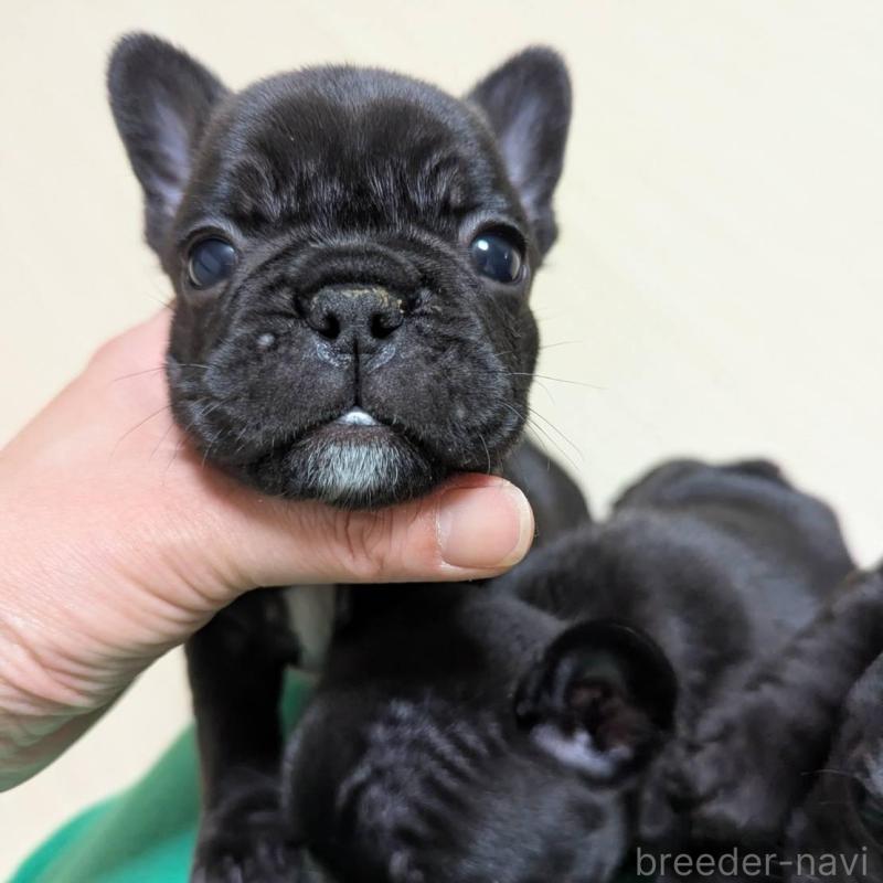 販売中の三重県のフレンチブルドッグ-433700の4枚目