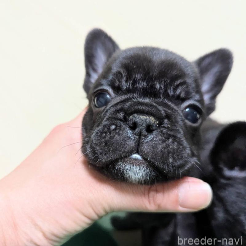 販売中の三重県のフレンチブルドッグ-433700の3枚目
