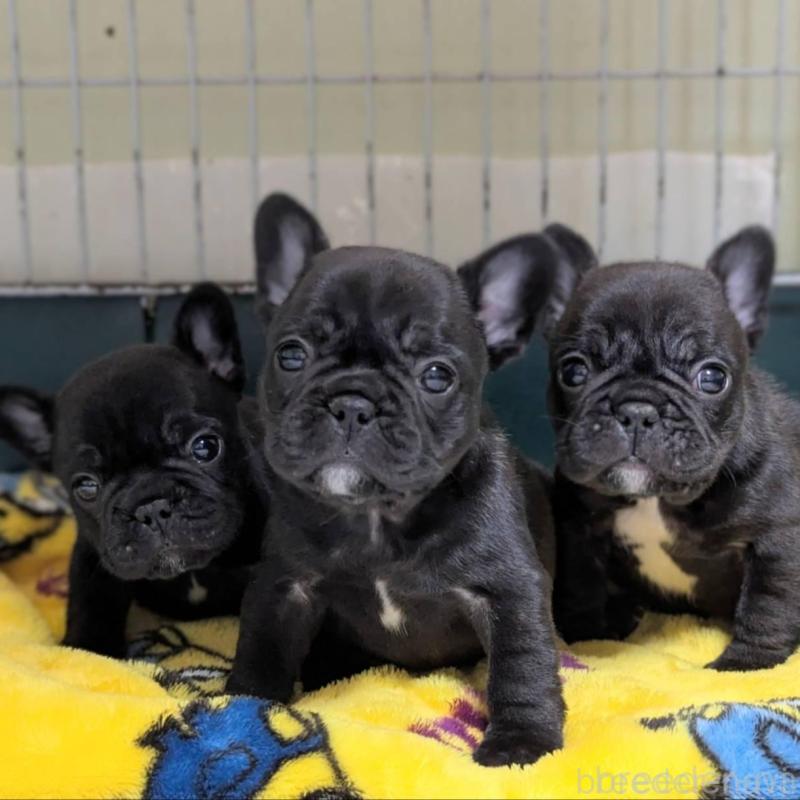 販売中の三重県のフレンチブルドッグ-433700の2枚目