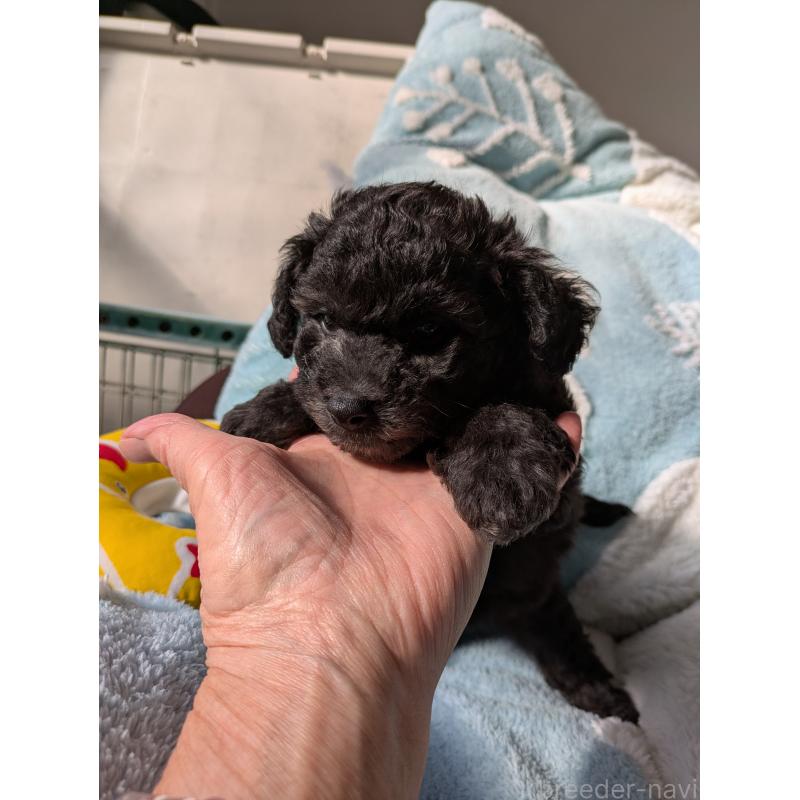 販売中の千葉県のビションプー:ビションフリーゼ×トイプードル-433706の3枚目