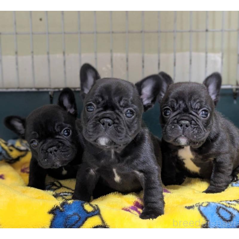 販売中の三重県のフレンチブルドッグ-433702の5枚目