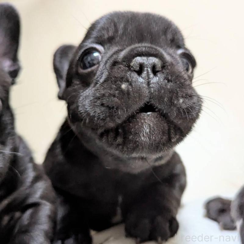 販売中の三重県のフレンチブルドッグ-433702の4枚目